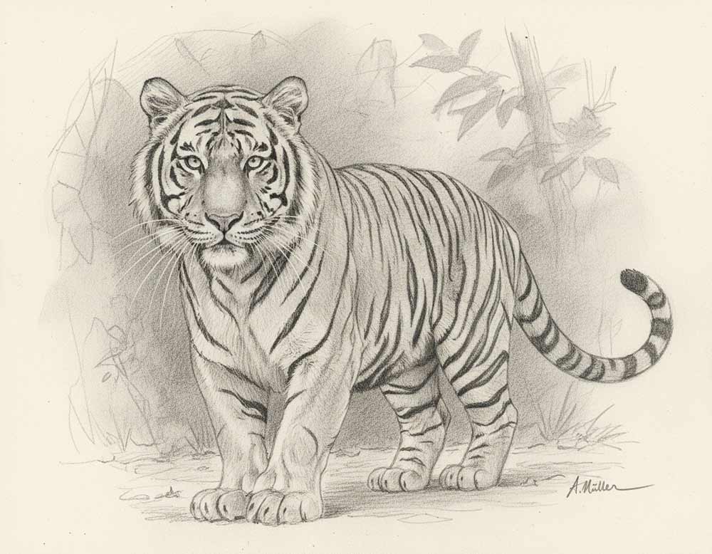 Tiger mit Streifen im Fell zeichnen