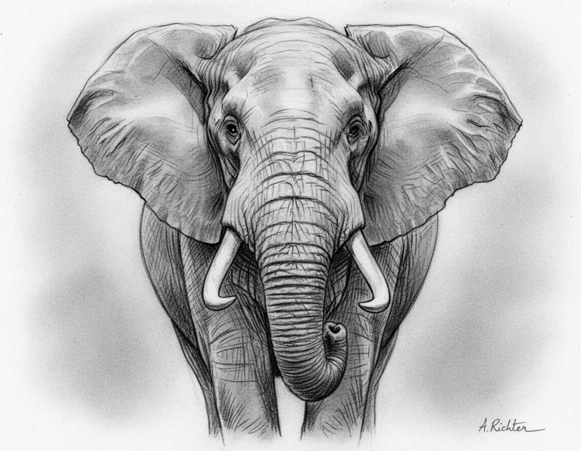 Elefant von vorne zeichnen Elefant von vorne zeichnen