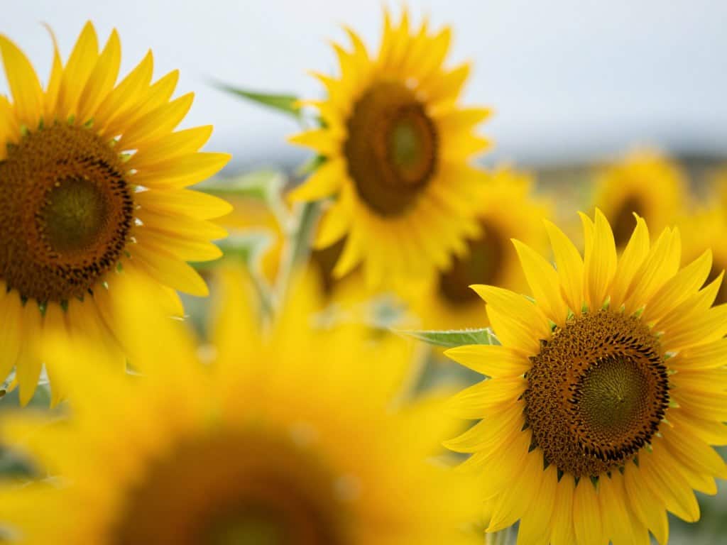 Gelbe Blumen malen mit verschiedenen Farbtönen