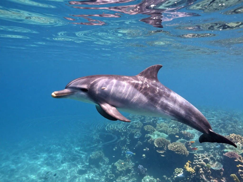 Delfin im Wasser malen mit korrekten Proportionen