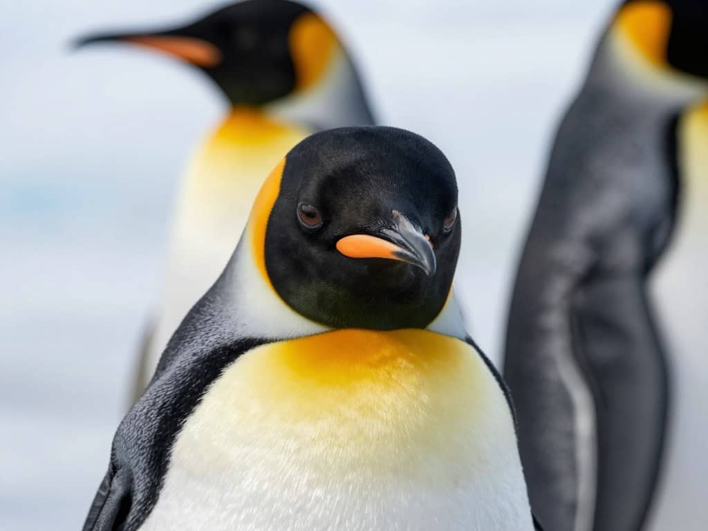 Pinguin Gesicht mit Details zeichnen