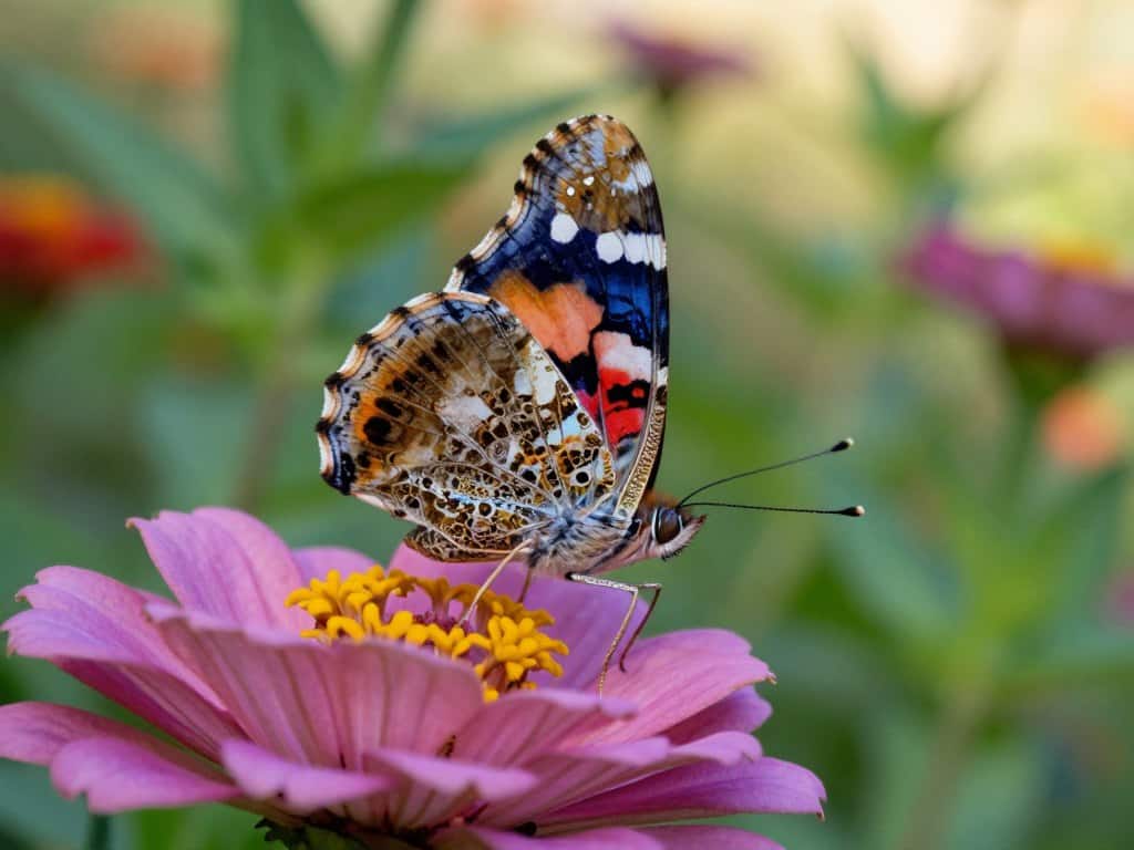 Schmetterling realistisch malen mit Farbmustern