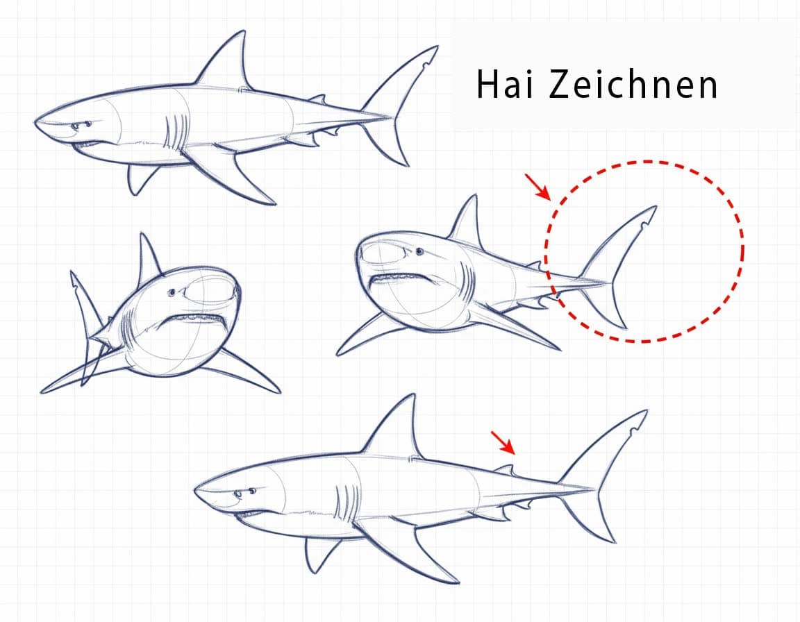 Hai zeichnen, erste Schritte Hai zeichnen, erste Schritte