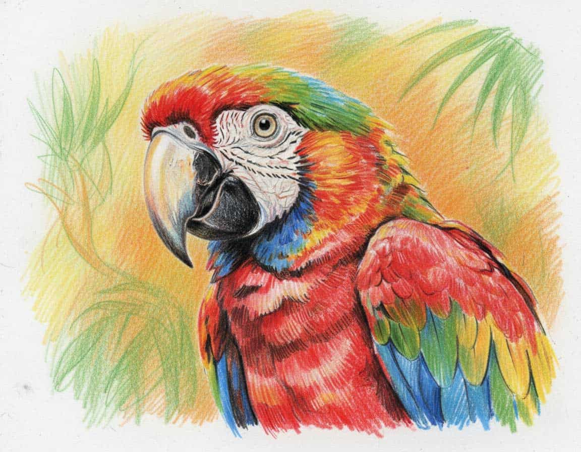 Papagei mit Buntstift gemalt Papagei mit Buntstift gemalt