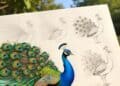 Wie zeichnet man Pfau?