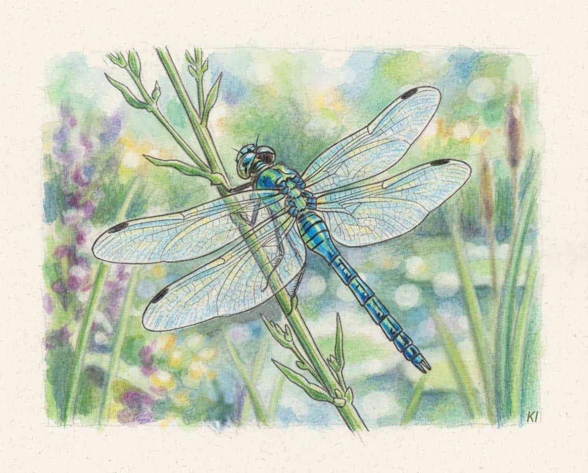 Buntstiftzeichnung einer Libelle Buntstiftzeichnung einer Libelle
