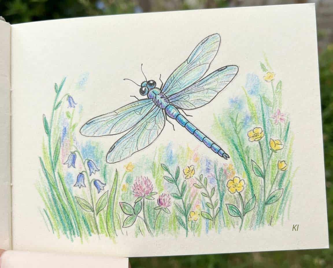 Libelle draußen mit Buntstift gezeichnet Libelle draußen mit Buntstift gezeichnet